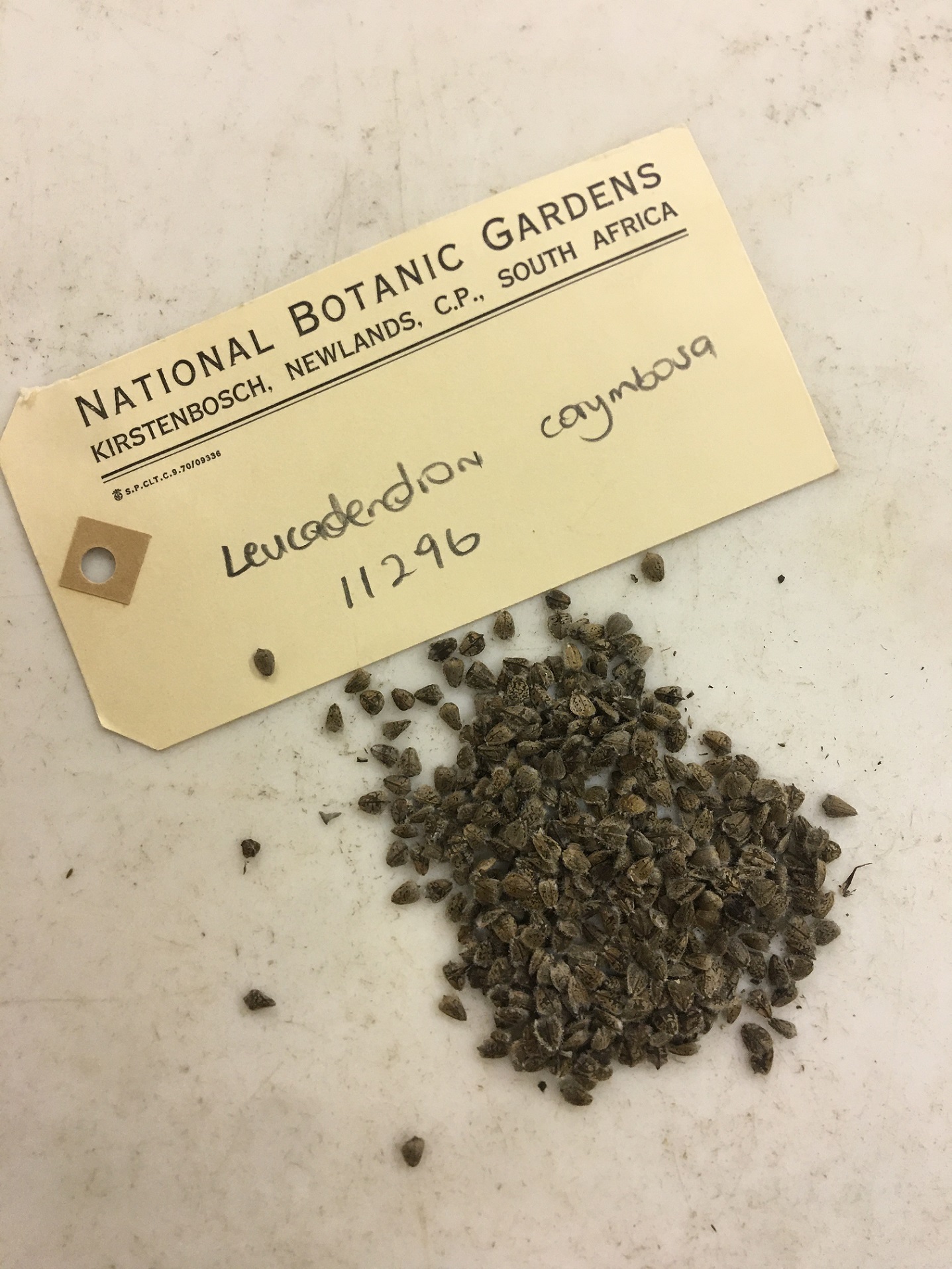 A luggage style label reading National Botanic Gardens Kirstenbosch, Newlands, C.P., South Africa Leucadendron corymbosa 11296. Below the label is a piloe of dark triangular shaped seeds
